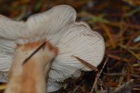 Lactarius kauffmanii image