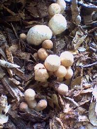 Leucoagaricus meleagris image