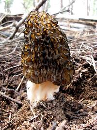 Morchella snyderi image