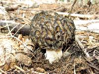 Morchella snyderi image