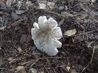 Russula crustosa image