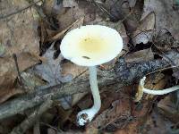 Amanita albocreata image