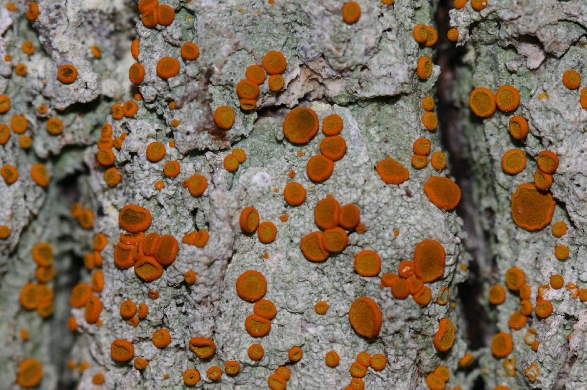 Brigantiaea leucoxantha image
