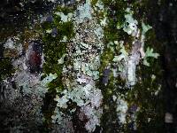 Mycena pseudocorticola image
