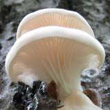 Pleurotus populinus image