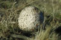 Calvatia pachyderma image