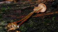 Marasmius sullivantii image