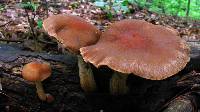 Psathyrella delineata image