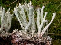 Cladonia sulphurina image