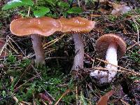 Cortinarius armeniacus image