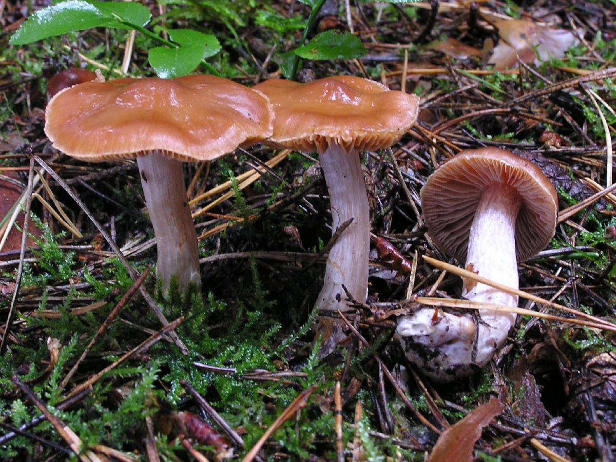 Cortinarius armeniacus image