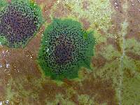 Rhytisma punctatum image