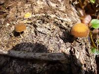 Simocybe sumptuosa image