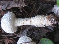 Amanita rhopalopus image