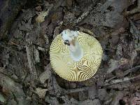 Russula mariae image