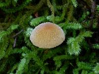 Cystoderma amianthinum image