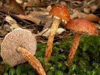 Austroboletus lacunosus image