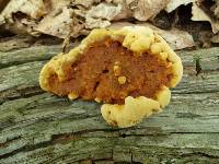 Phellinus gilvus image