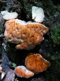 Fomitopsis spraguei image