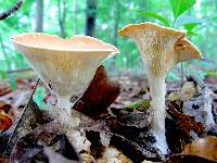 Clitocybe gibba image