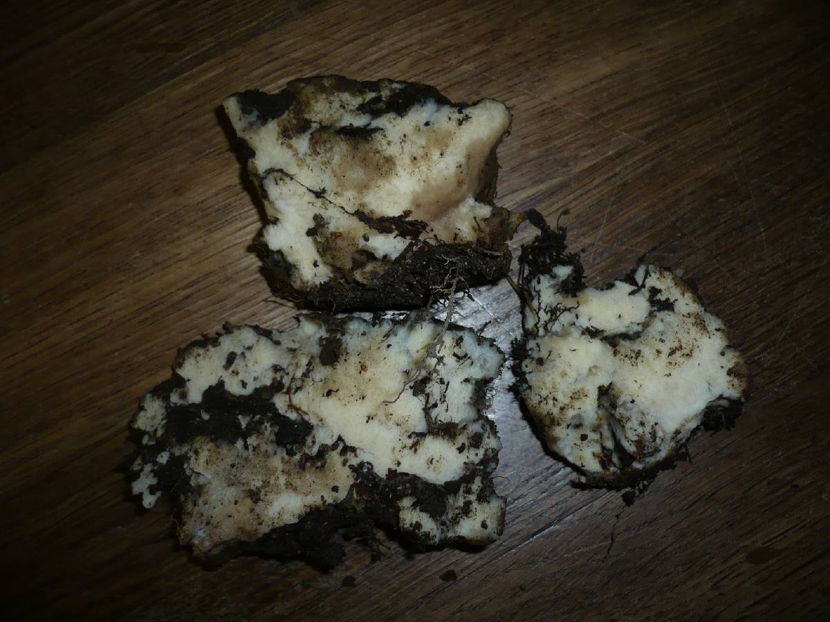 Oxyporus obducens image