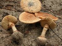 Amanita ochrophylloides image