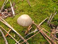 Coprinellus impatiens image