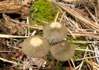 Coprinellus impatiens image