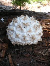 Calvatia sculpta image