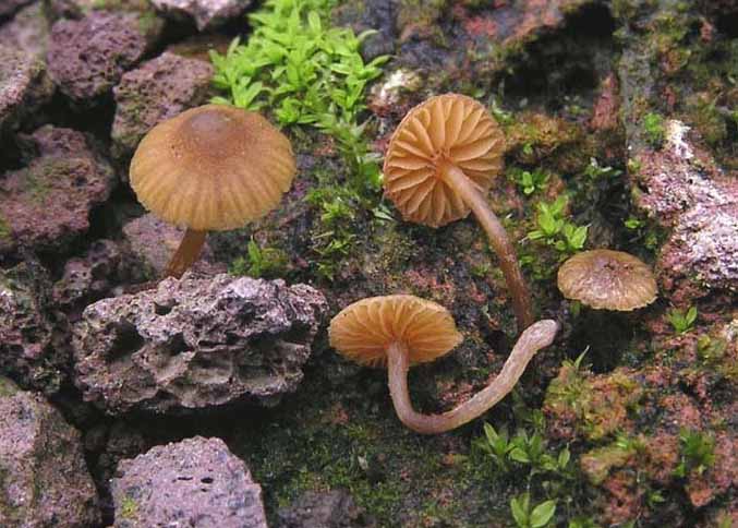 Galerina heimansii image