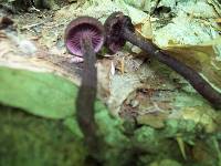 Inocybe tahquamenonensis image