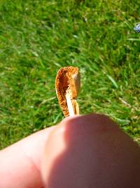 Conocybe apala image
