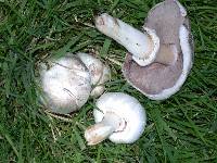 Agaricus californicus image