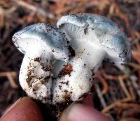 Hygrophorus caeruleus image