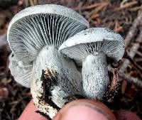 Hygrophorus caeruleus image