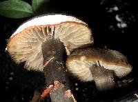 Neohygrocybe subovina image