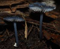 Entoloma melanocephalum image