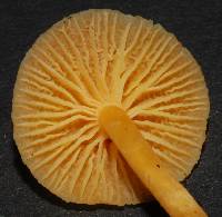 Hygrocybe blanda image