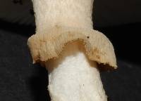 Amanita australis image