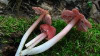 Hygrocybe calyptriformis var. calyptriformis image