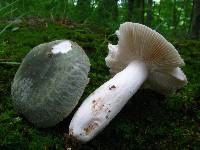 Russula parvovirescens image