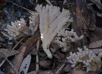 Ramaria filicicola image