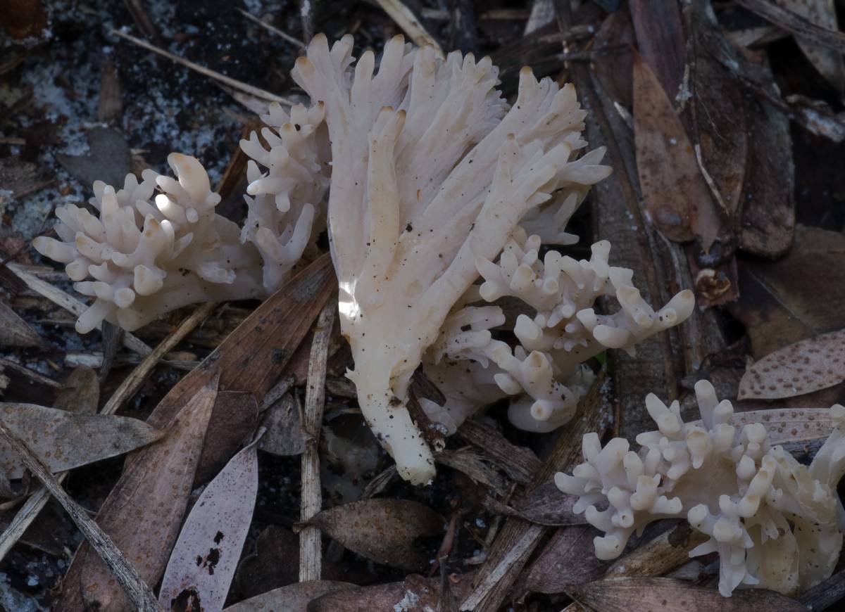 Ramaria filicicola image