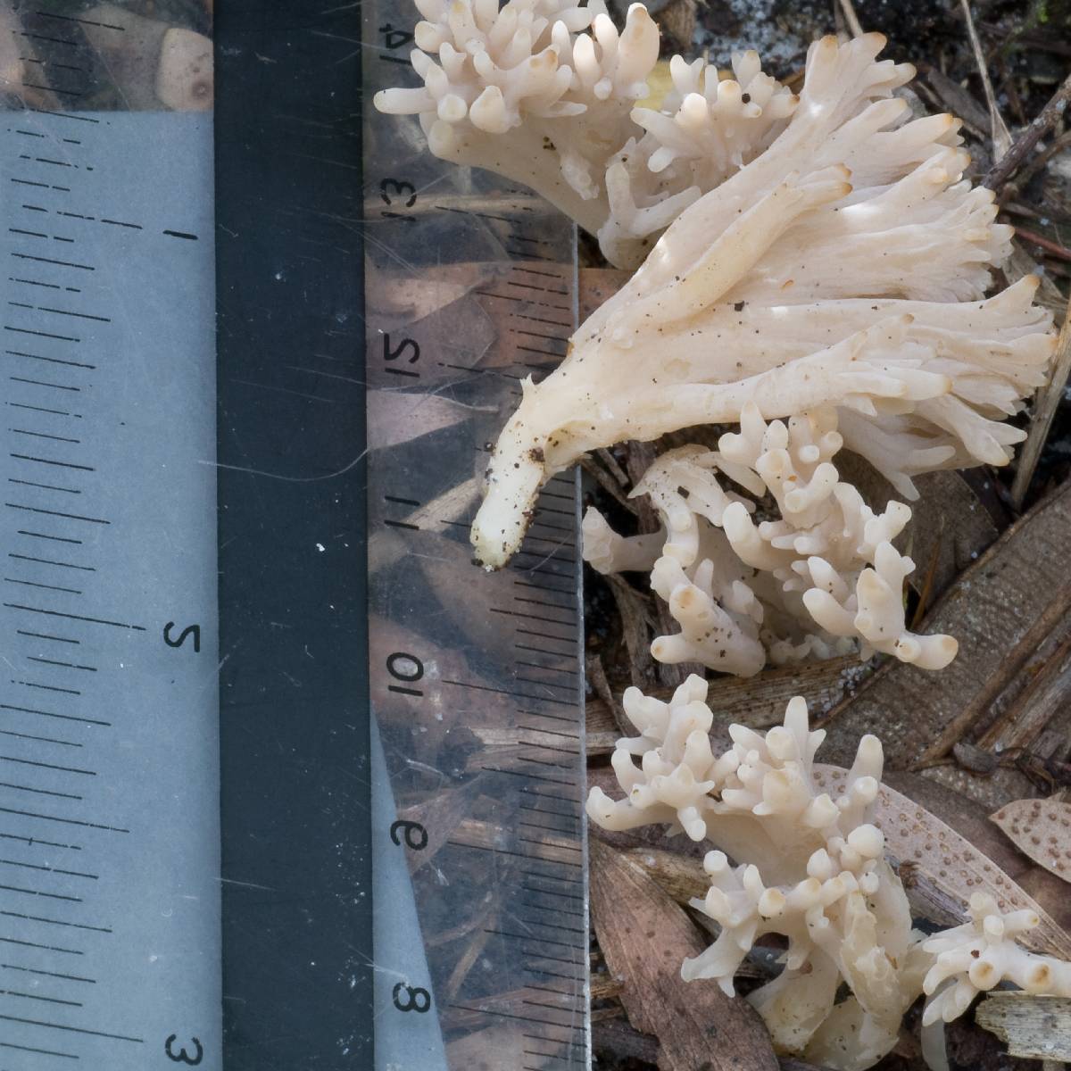 Ramaria filicicola image