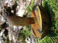 Boletus discolor image