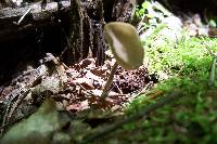 Helvella macropus image