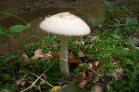 Amanita pseudovolvata image