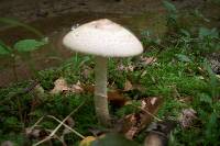 Amanita pseudovolvata image