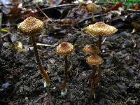 Inocybe calospora image