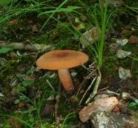 Lactarius volemus image